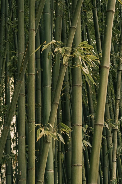 Bambu