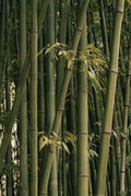 Bambu